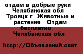 отдам в добрые руки - Челябинская обл., Троицк г. Животные и растения » Отдам бесплатно   . Челябинская обл.